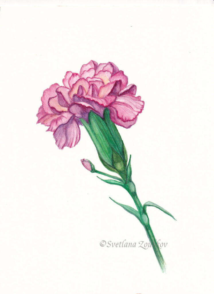 Pink carnation flower botanical watercolor painting