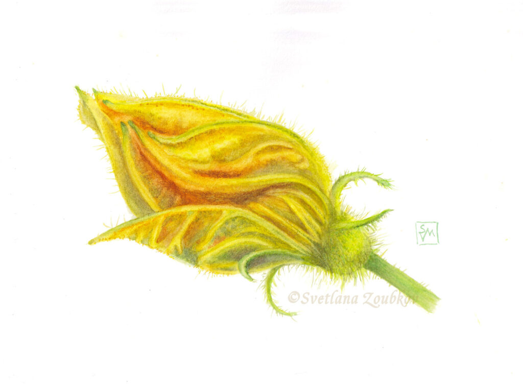 Cucumber Flower Botanical Painting