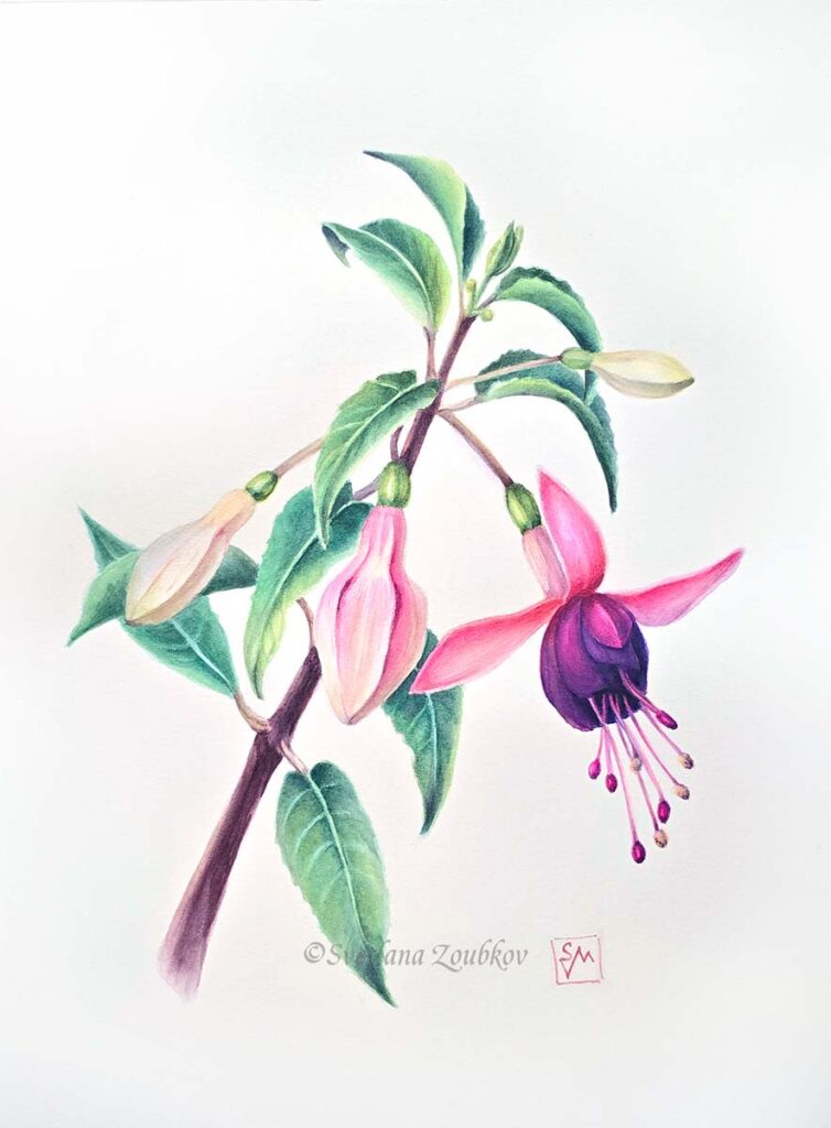 Fuchsia Botanical Watercolor Painting