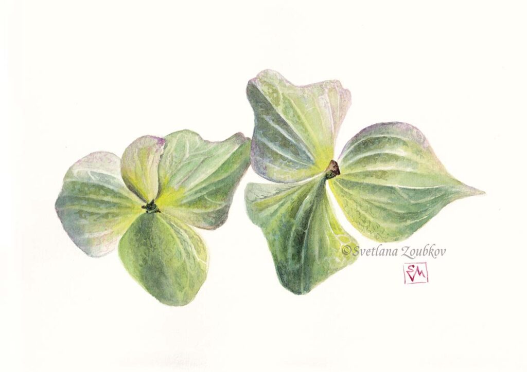 Two hydrangea flowers watercolor