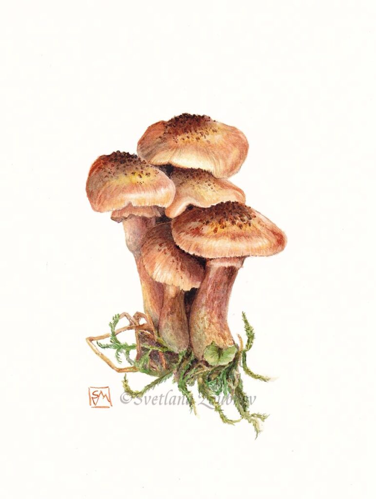 Honey Mushrooms Botanical Painting
