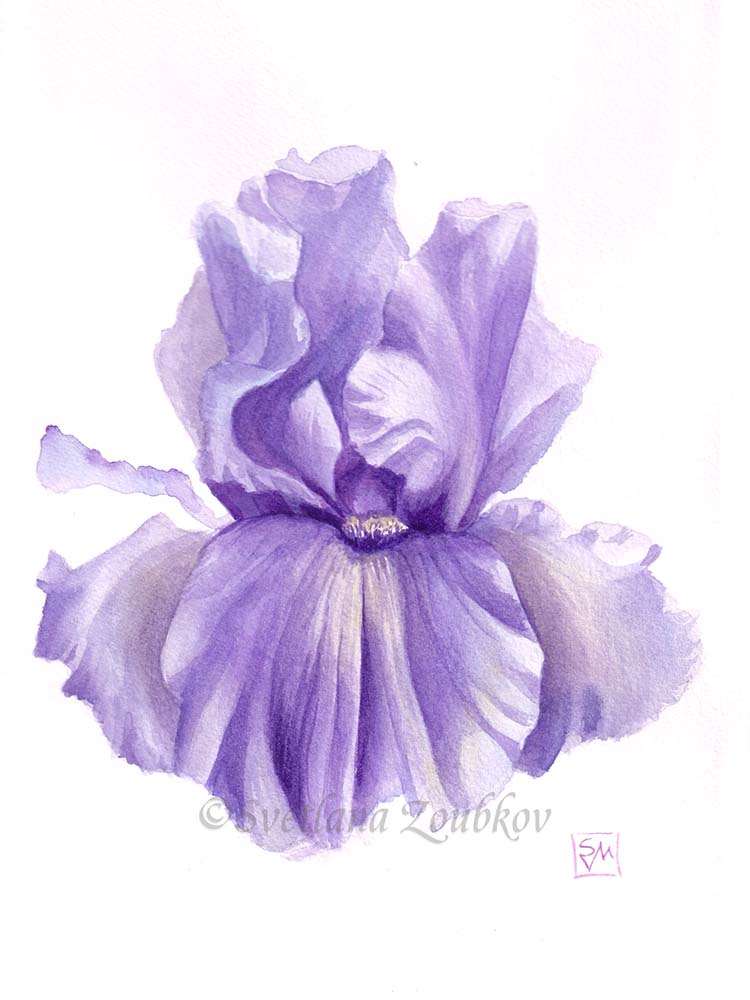Iris Flower Botanical Watercolor Sketch