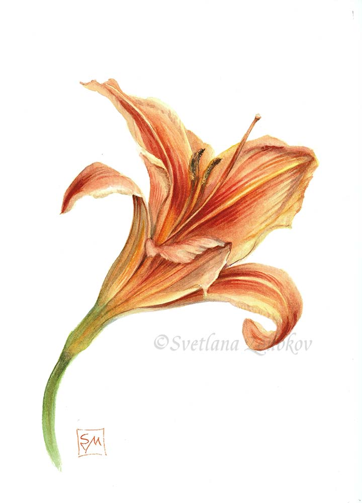 Day Lily Botanical Watercolor
