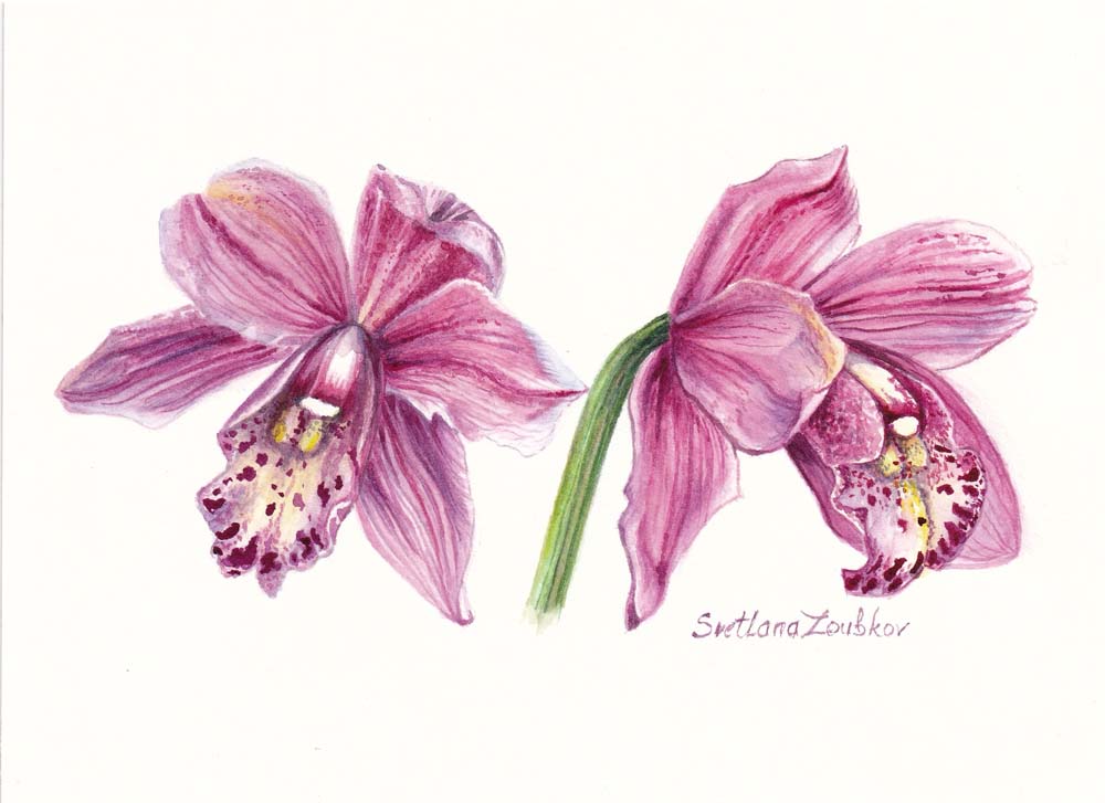 Orchid flowers botanical watercolor