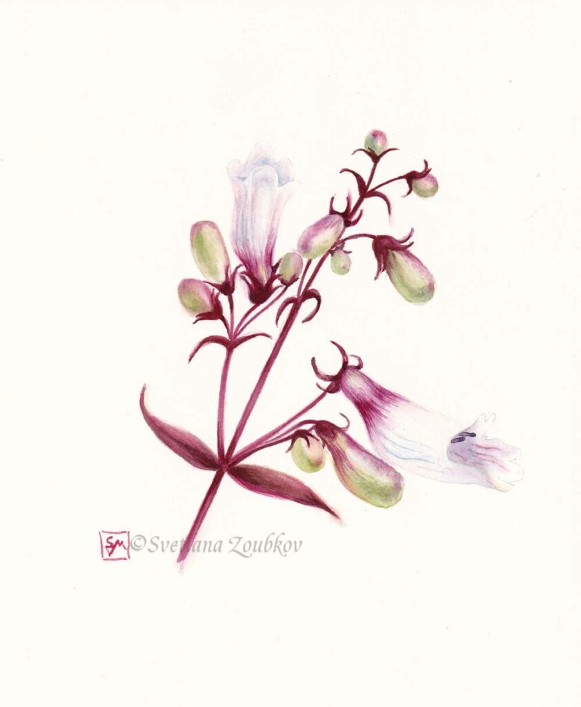 Penstemon botanical watercolor painting