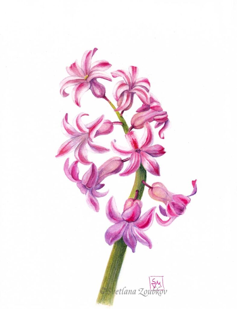 Pink Hyacinth Botanical Painting
