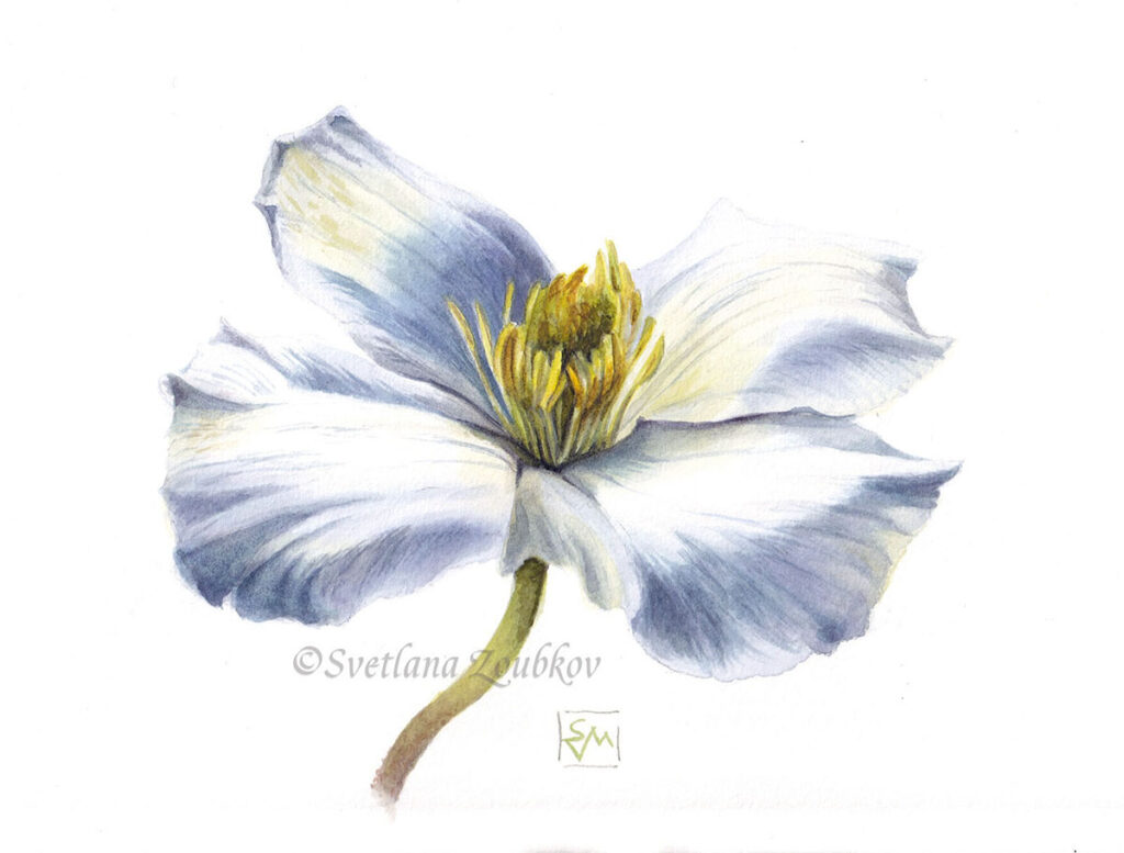 White Clematis Flower Botanical Watercolor