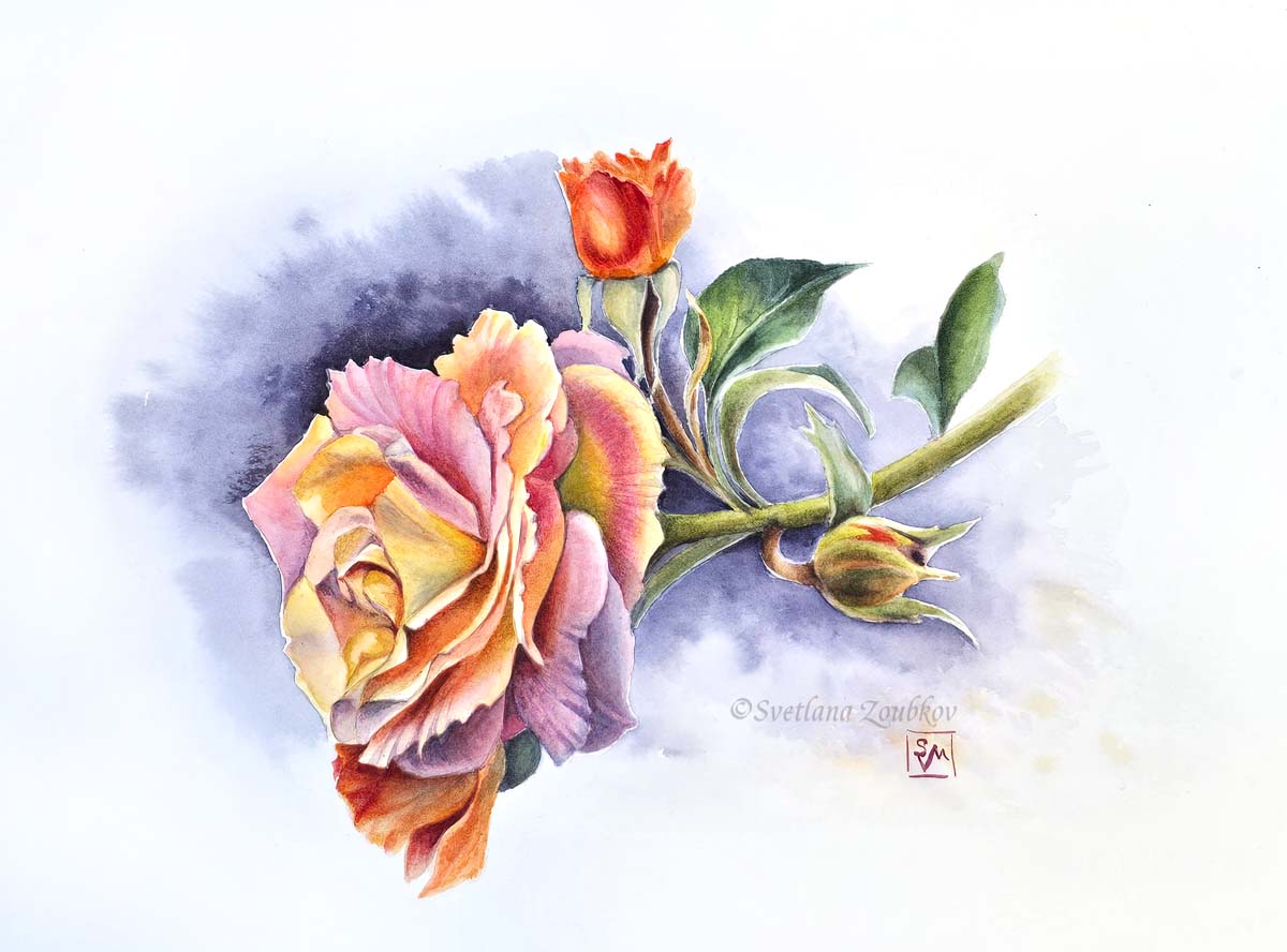 Evening Rose. Watercolor on paper. Botanical painting.