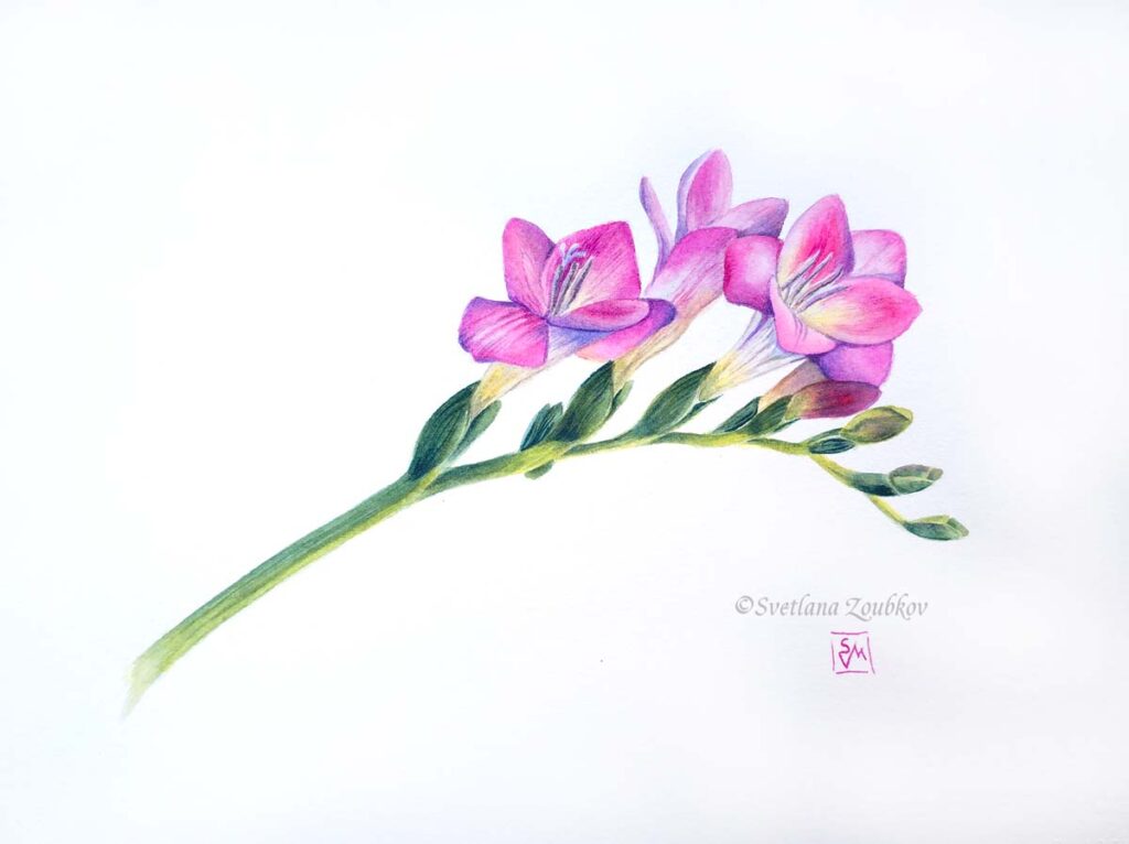 Freesia. Botanical painting. Watercolor on paper.