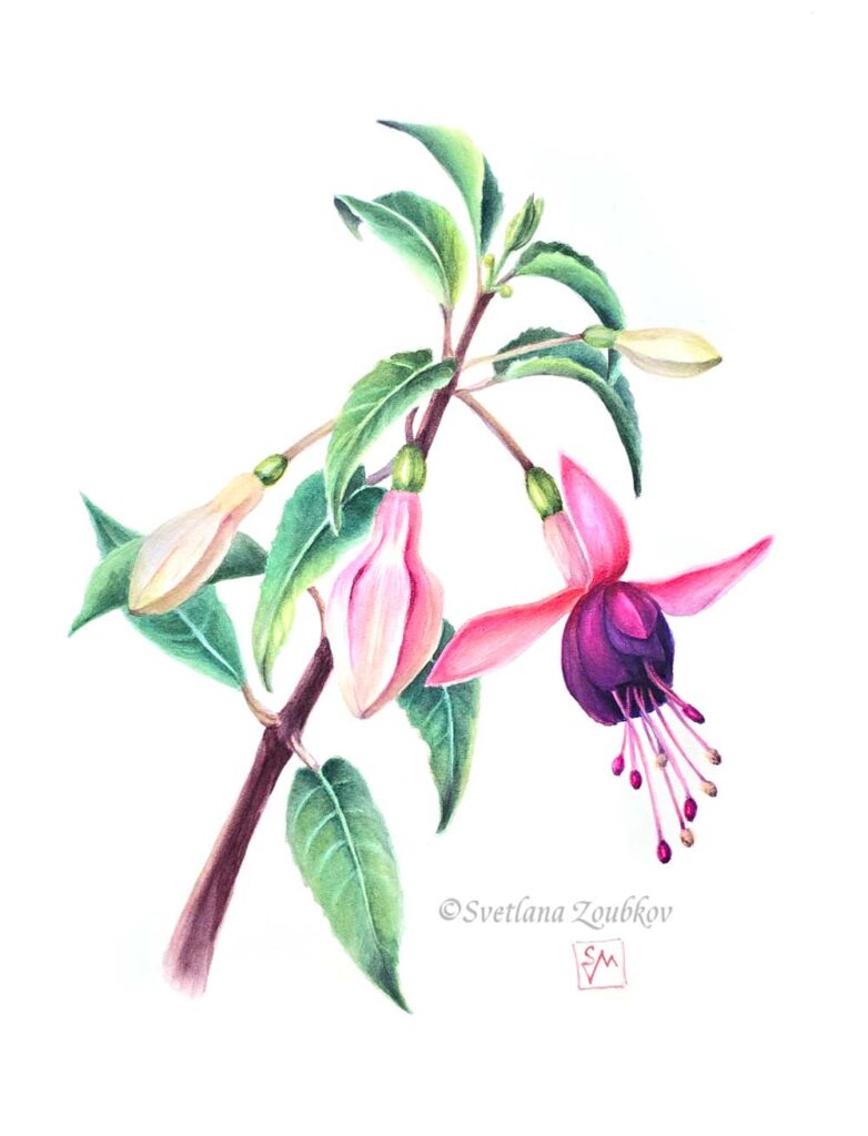Fuchsia. Botanical painting. Watercolor on paper.