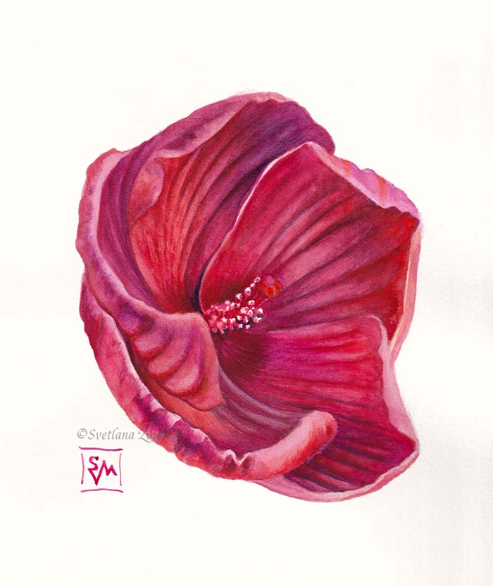Red Hibiscus Flower Botanical Painting