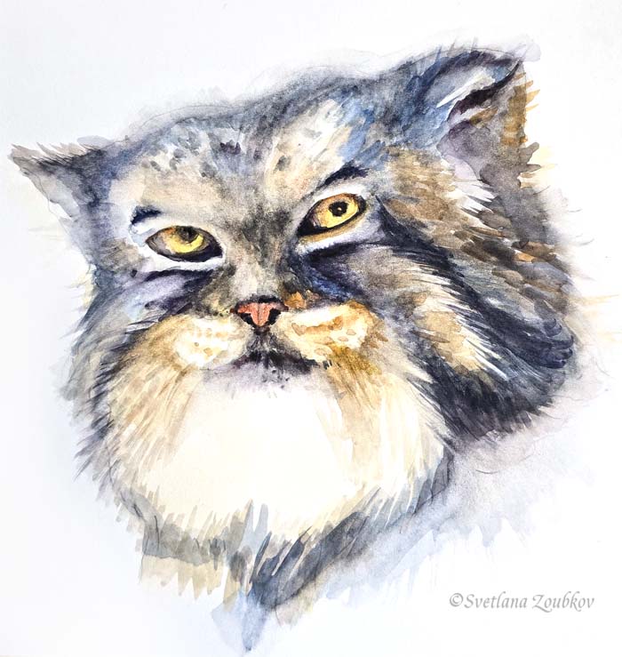 Pallas cat watercolor sketch.
