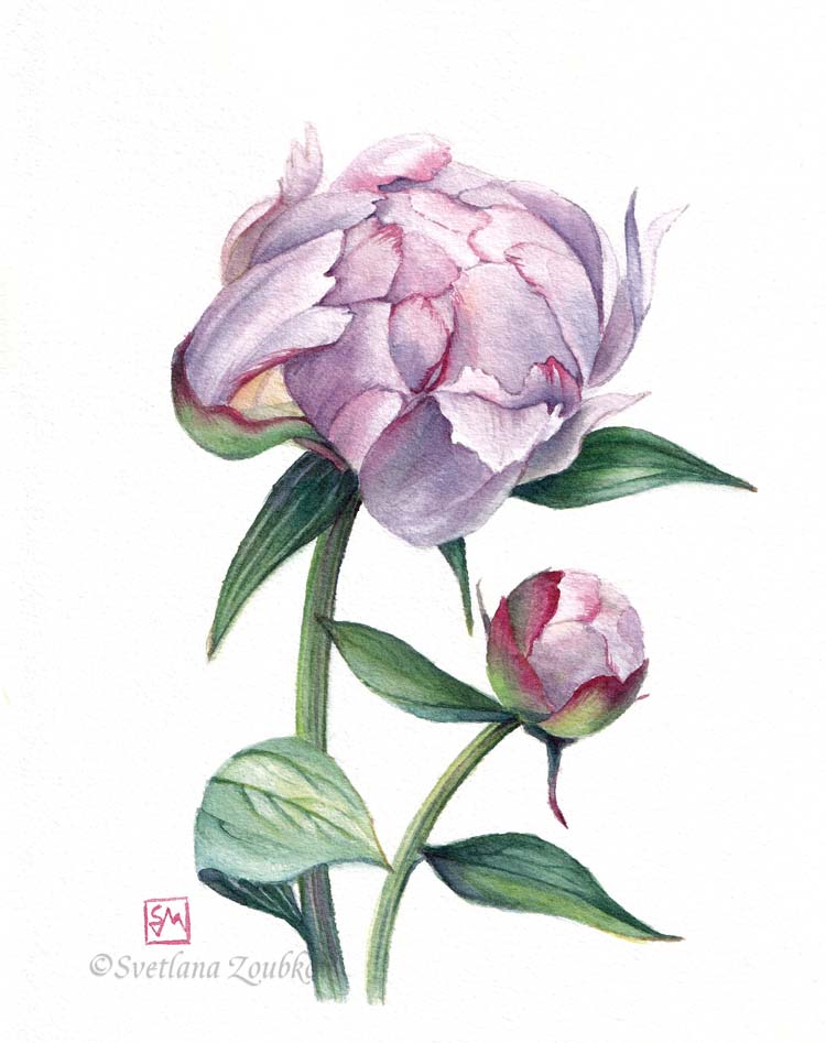 Peony Sarah Bernhardt Botanical Watercolor