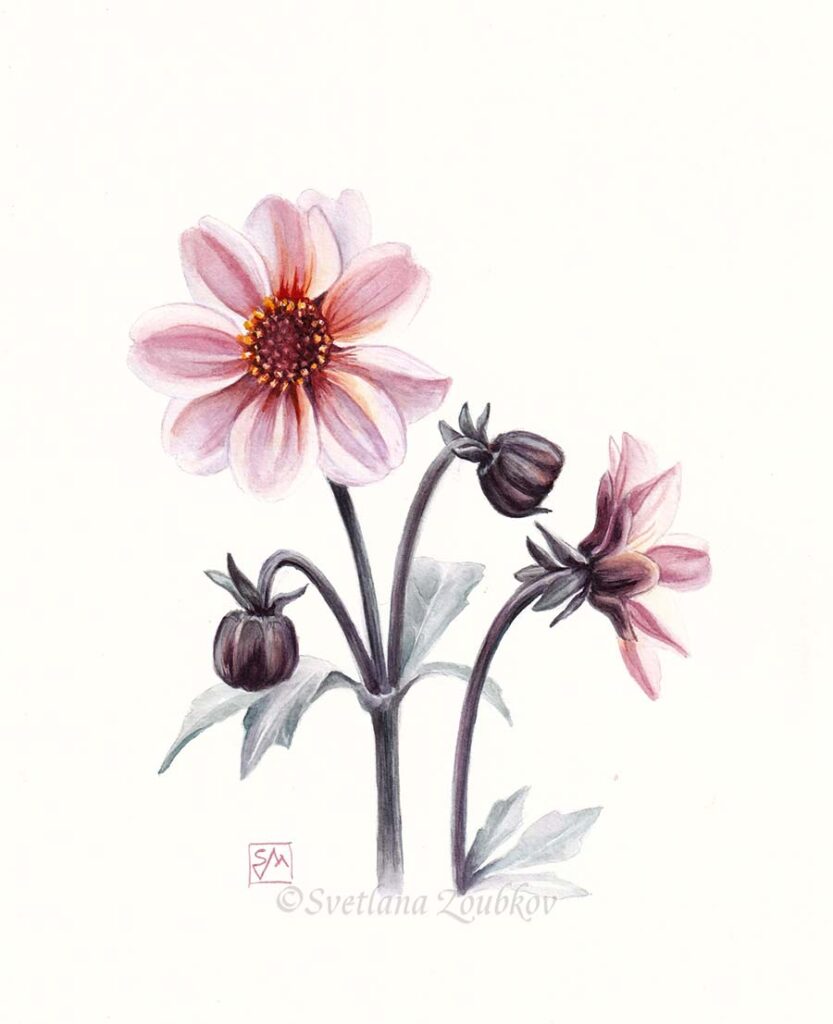 Daliah Mystic Dreamer Botanical Watercolor