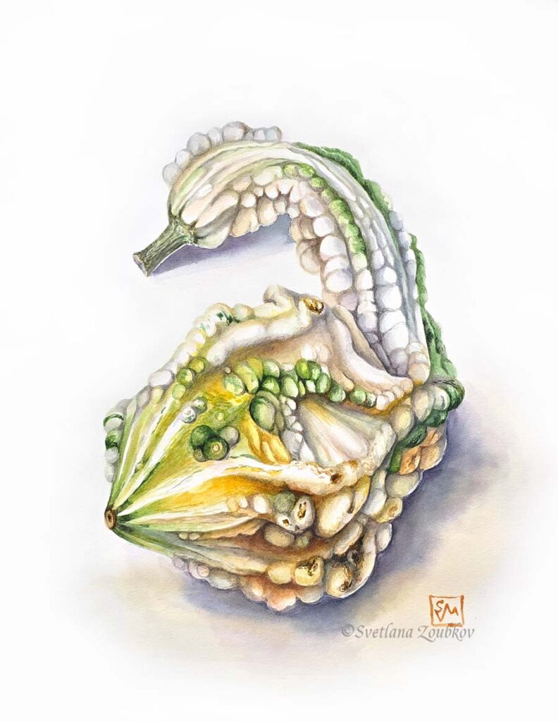 Mysterious Squash Botanical Watercolor