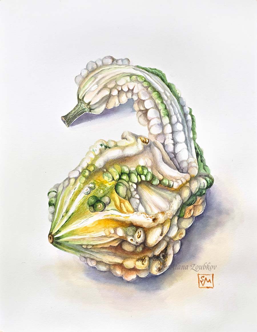 Mysterious Squash Botanical Watercolor