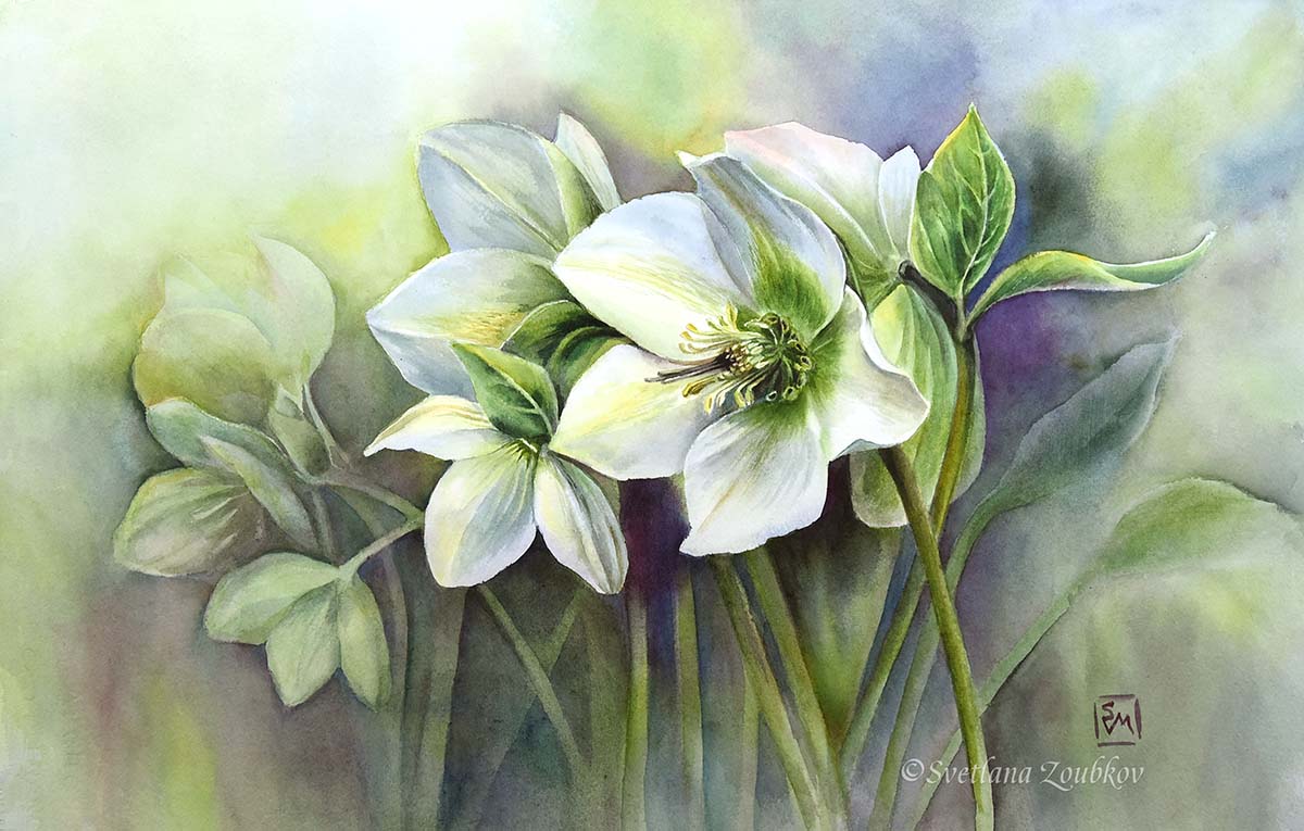 Hellebores. Watercolor on paper.