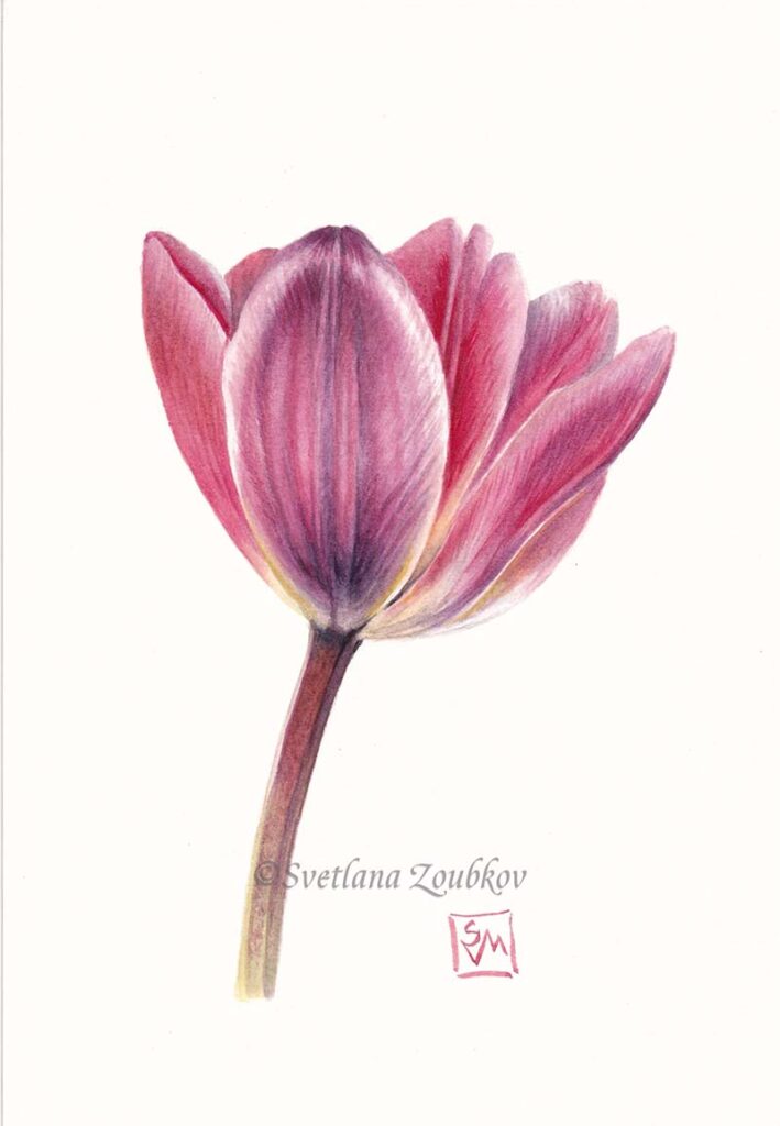 Tulip Light nad Dreamy botanical watercolor.