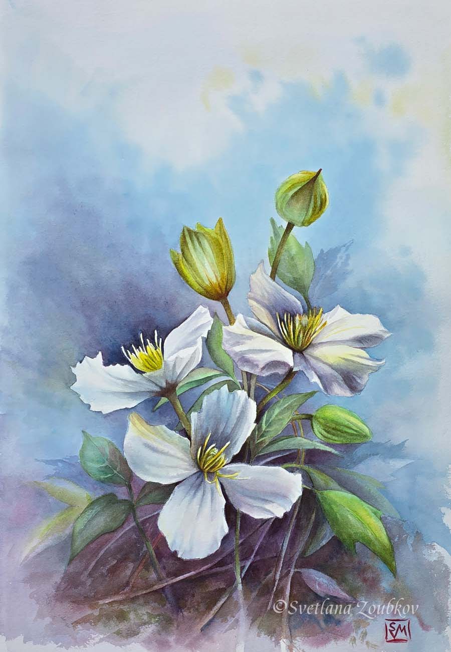 White Clematis. Watercolor o paper